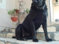 Marley